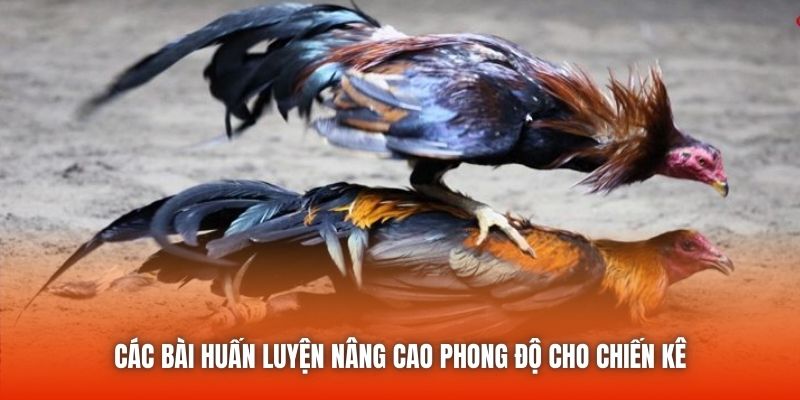 Các bài huấn luyện nâng cao phong độ cho chiến kê