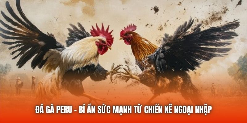 Đá Gà Peru - Bí Ẩn Sức Mạnh Từ Chiến Kê Ngoại Nhập