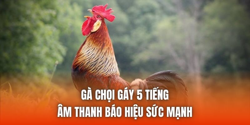 Gà Chọi Gáy 5 Tiếng - Âm Thanh Báo Hiệu Sức Mạnh