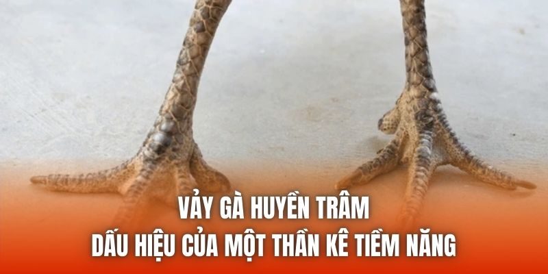 Vảy Gà Huyền Trâm - Dấu Hiệu Của Một Thần Kê Tiềm Năng