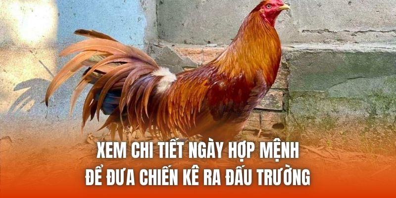 Xem chi tiết ngày hợp mệnh để đưa chiến kê ra đấu trường